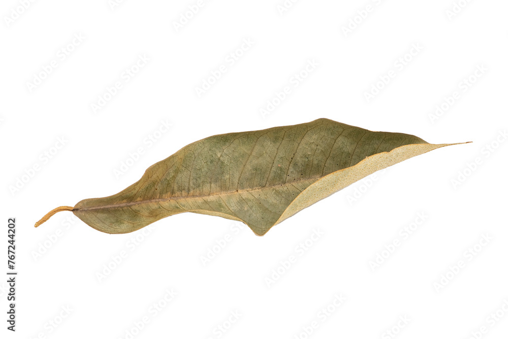 Fototapeta premium dry leaves on white background