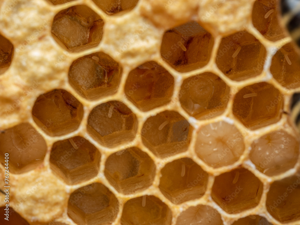 Brood Comb of Honey Bee, Apis mellifera, All Development Stages Present. Eggs, larvae, and Capped Pupating Bees. Brood Comb of Honey Bee, Apis mellifera, All Development Stages Present. Eggs, larvae, and Capped Pupating Bees.