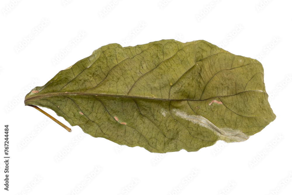 Obraz premium dry leaves on white background