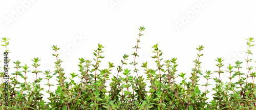 fresh green thyme isolated on white