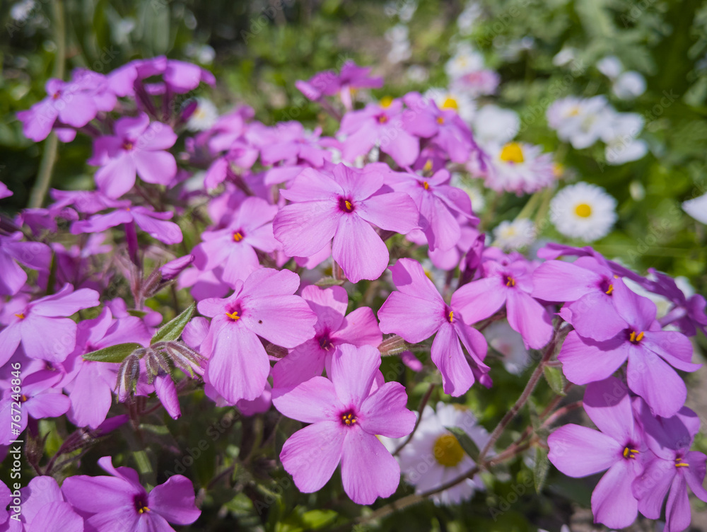 phlox flower, purple phlox flower bush blooms in the garden