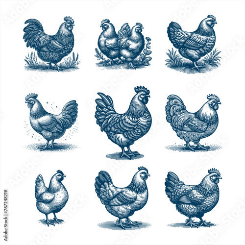 Hand drawn chicken,  Poultry, broiler, farm animal. Vintage sketch vector illustration art.  isolated on white background.
