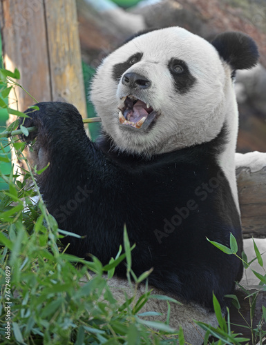 Fun Giant panda (Ailuropoda melanoleuca), male, eats bamboo with appetite