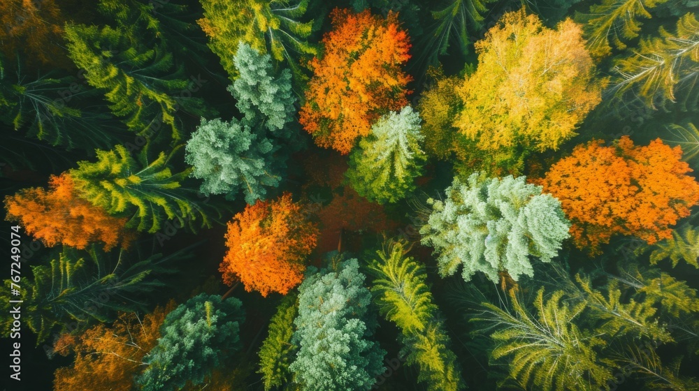 Soft light in countryside woodland or park. Drone shoot above colorful green summer texture in natur Soft light in countryside woodland or park. Drone shoot above colorful green summer texture in natur