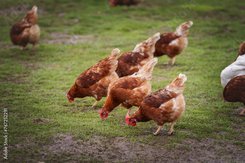 happy free range organic chicken in the meadow