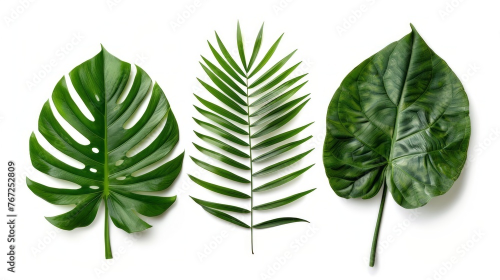 Green tropical leaves of different shapes isolated on white background. Green tropical leaves of different shapes isolated on white background.