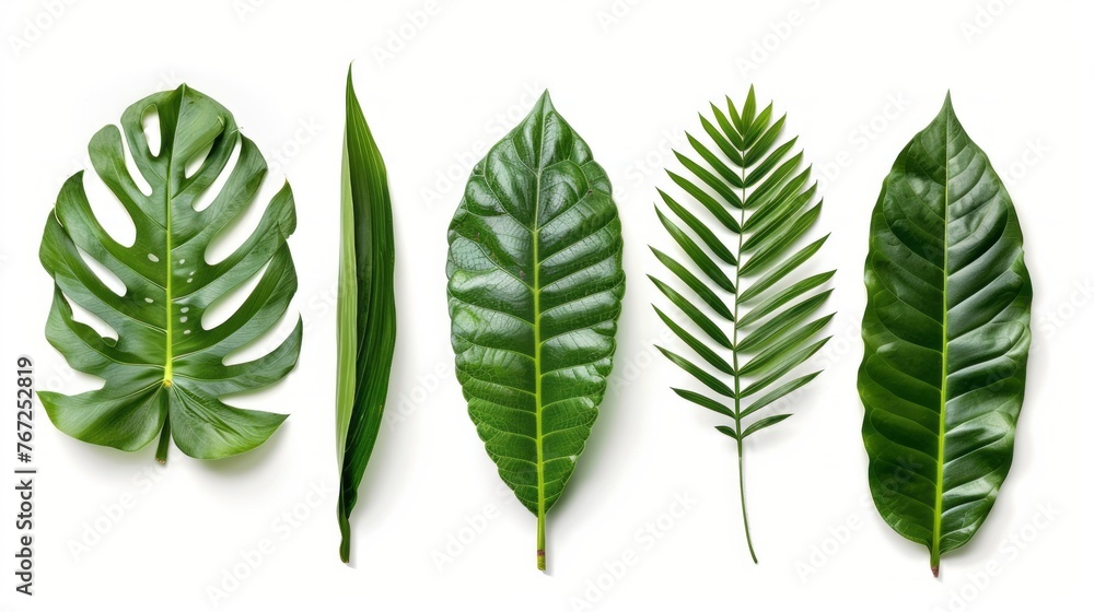 Tropical leaves of different shapes on an isolated white background. - obrazy, fototapety, plakaty 