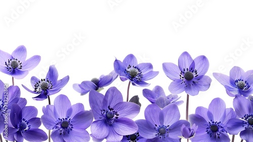 First spring flowers, Anemone hepatica isolated on white background. Border of blue violet wild forest flowers liverwort  ,Generative ai, photo
