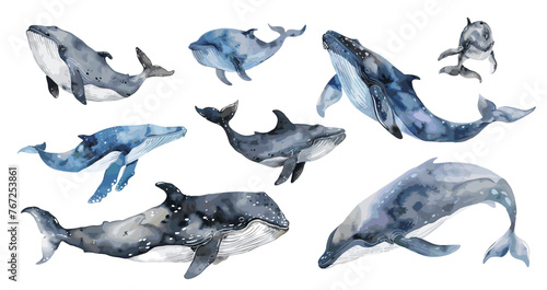 Ocean whales set. Isolated watercolor whale, underwater mammals. Sea animals, decorative elements for design, vector collection