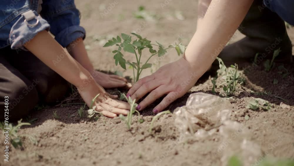 Mother planting tomato seedlings with son Mother planting tomato seedlings with son