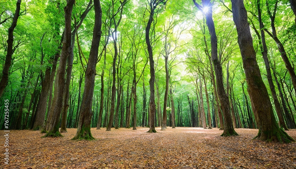 empty forest with lots of trees background for theater stage scene empty forest with lots of trees background for theater stage scene