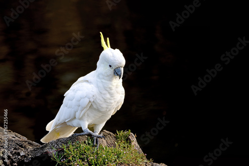 A sulphur-crested cockatoo, cacatua sulphurea, on a riverbank in Victoria, Australia. This parrot species is endemic to Australia, New Guinea and parts of Indonesia. Dark background with copyspace.