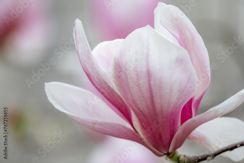 Fototapeta Naklejka Na Ścianę i Meble -  Magnolia Sulanjana flowers with petals in the spring season. beautiful pink magnolia flowers in spring, selective focusing.