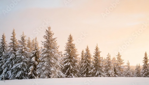 winter abstract minimal vertical background with fir trees covered with snow and copy space