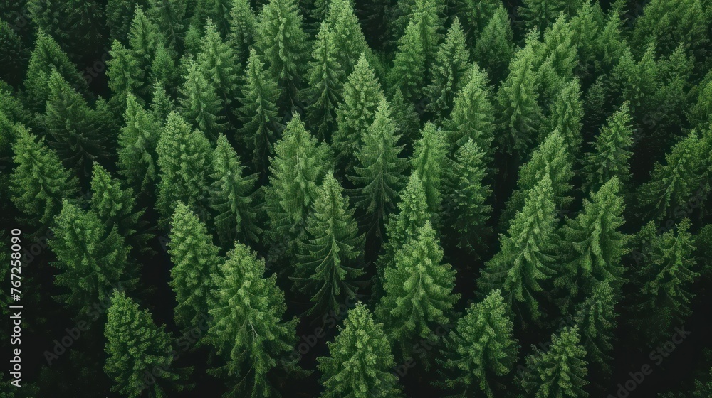 Lush green conifer forest shot from above. Lush green conifer forest shot from above.