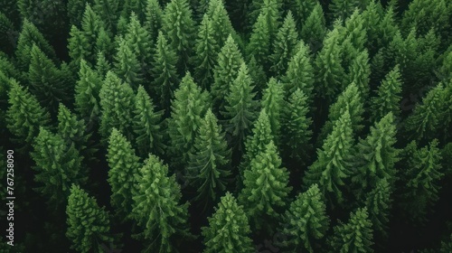 Lush green conifer forest shot from above.