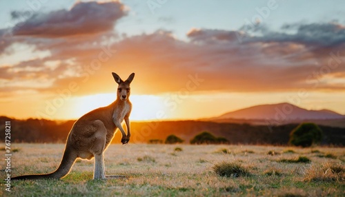 kangaroo on the background of the sunset panorama