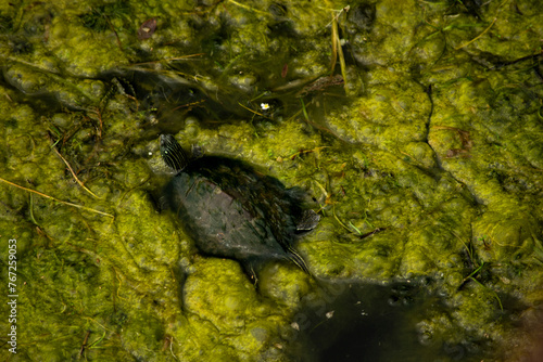 Turle in Pond photo