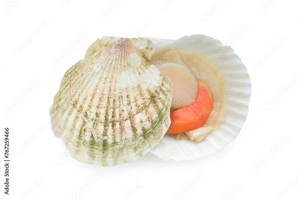 Fresh raw scallop with shell isolated on white, top view Fresh raw scallop with shell isolated on white, top view