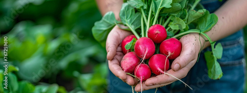 close-up of radish in farmer's hands