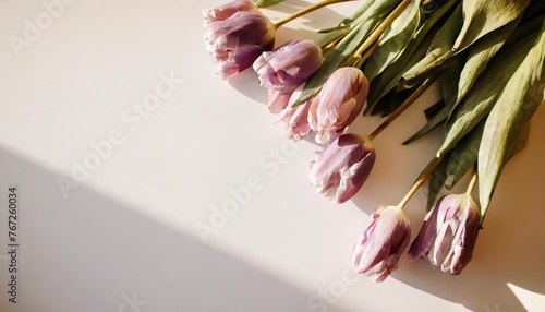 pink purple violet flowers tulips on a white background with space for text top view flat lay #767260034