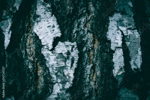 A close up of White Birch bark texture
