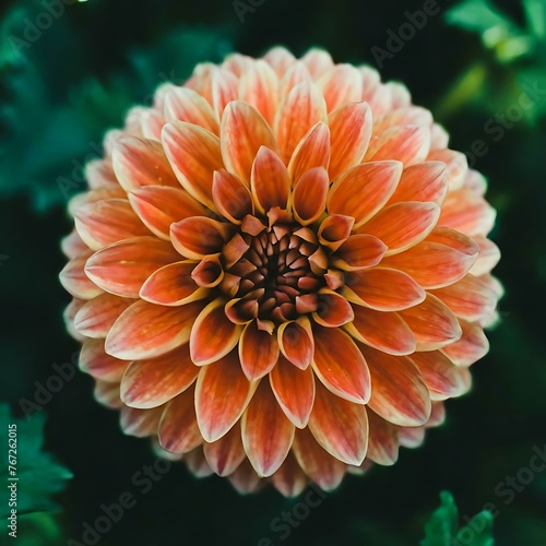 orange dahlia flower in the garden, spring flower, flower, orange flower