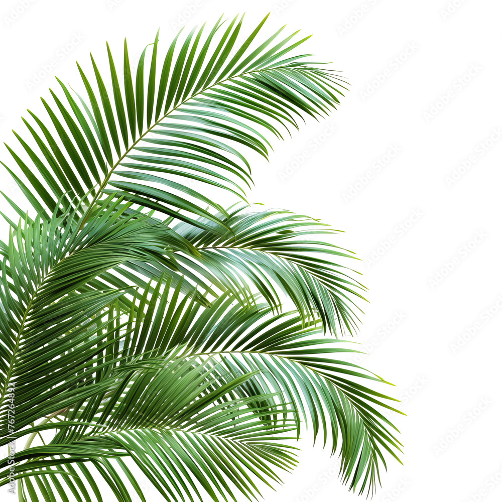 palm tree isolated on white palm tree isolated on white