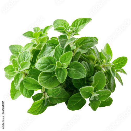 Oregano isolated on transparent background With clipping path. cut out. 3d render photo