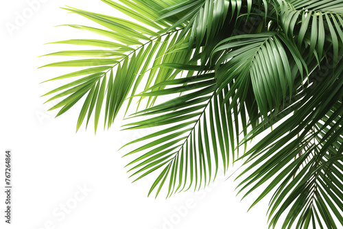 Palm leaves isolated on transparent background With clipping path. cut out.  3d  render