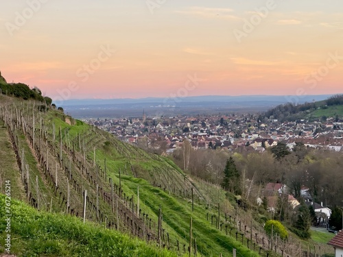Guebwiller s Vineyards at Sunset with Panoramic Views of Alsace Plain and Distant Alpine Peaks
