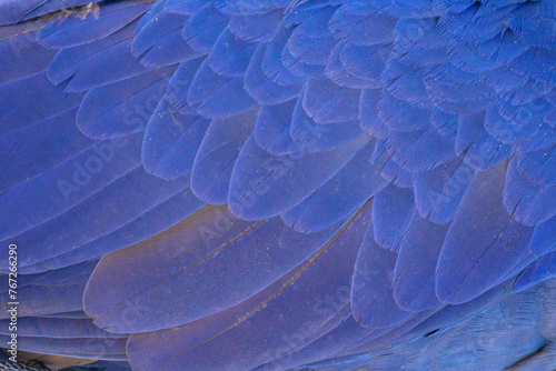 Plumas. Guacamaya azul. Jacinta. Anodorhynchus hyacinthinus