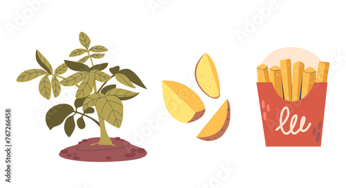 Potato Plant Grows Tubers Underground, When Harvested, Can Be Cut Into Wedges Or Sliced And Deep-fried To Make Fries