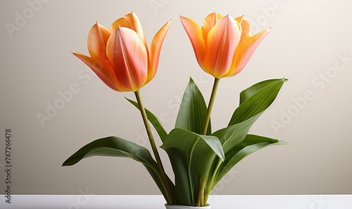 Two Orange Flowers in White Vase on Table