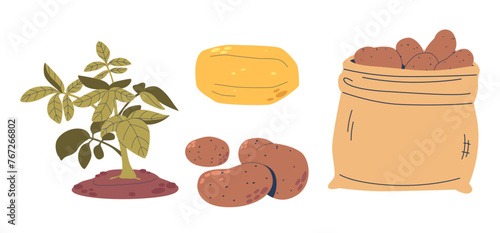 Potato Plants Solanum Tuberosum Are Cultivated For Their Starchy Tubers, Used In Various Cuisines Worldwide