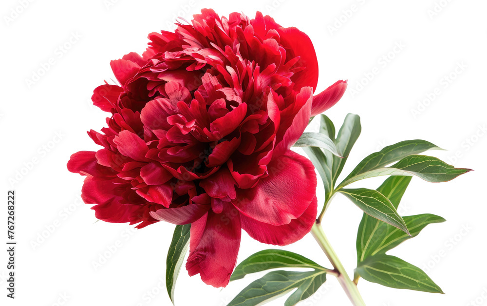 Scarlet Blossom isolated on transparent Background Scarlet Blossom isolated on transparent Background