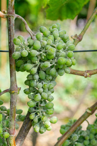 Erysiphe necator  on grape