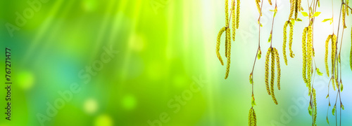 hanging birch tree blossoms isolated on blurred sunny spring background banner with copy space, floral pollen allergy concept