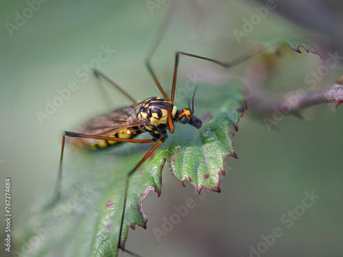 Small colorful mosquito © Zacarias da Mata