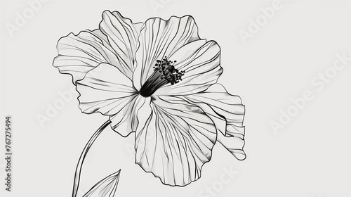 A drawing of a flower. A flower drawn by pencil. Black and white drawing. Floral pattern.