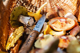 Close up of different edible mushrooms with knife in basket. Porcini, Chanterelle. Saffron mushroom. Collecting mushrooms in forest
