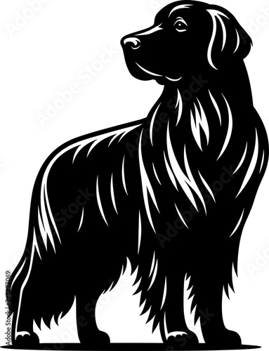 Flat Coat Retriever Dog