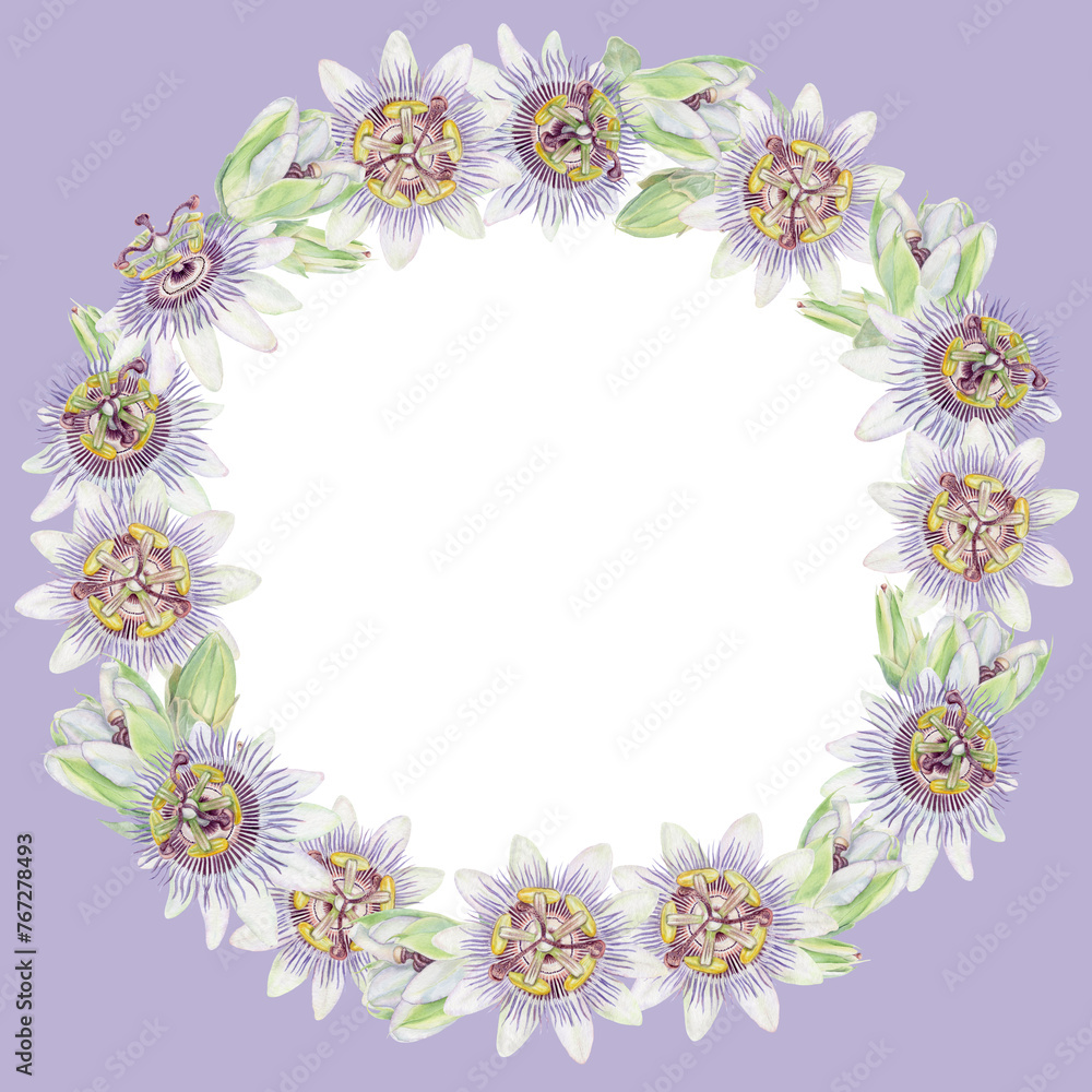Square lilac background with round watercolor wreath of Passion flower. Purple and green hand painted Passiflora floral frame with flowers and buds. Square lilac background with round watercolor wreath of Passion flower. Purple and green hand painted Passiflora floral frame with flowers and buds.