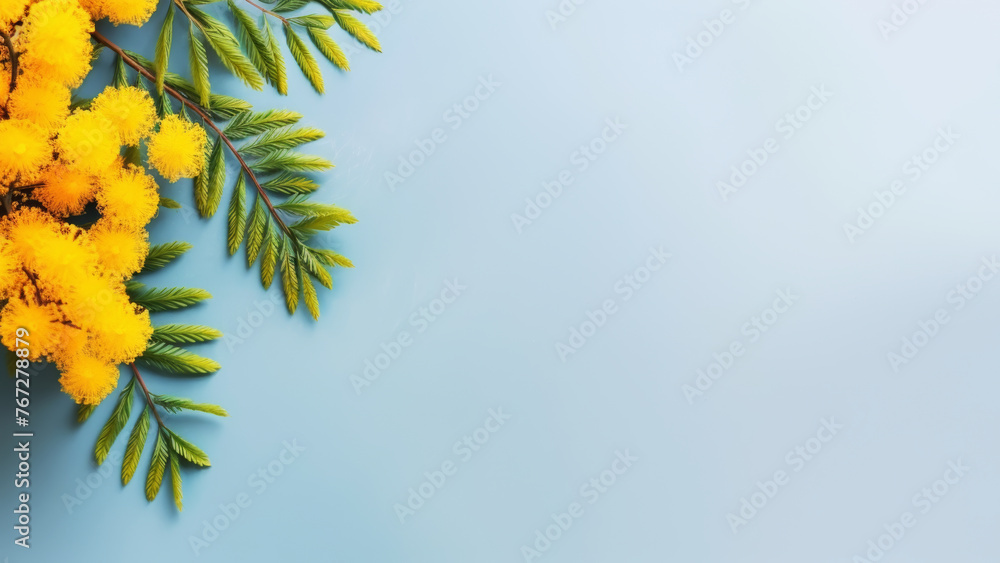 Mimosa flower branch on minimal light blue background top view empty copy space for text. Spring flatlay mockup