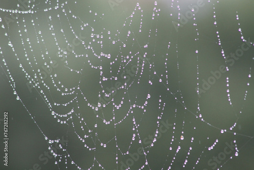 photograph of spiderweb laced bejeweled with water droplets for natural background