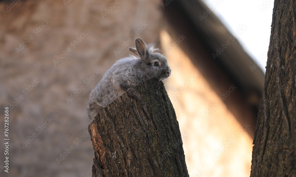 Fototapeta premium gray rabbit sitting on a tree outdoors