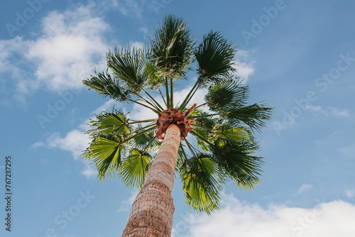 Palm tree with sky background. Upward view of a bushy palm tree on a sunny day, blue sky with white clouds in the background © Armands photography