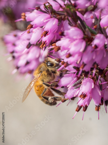 Honey bee, Apis mellifera, Foraging on winter heath, Erica carnea,