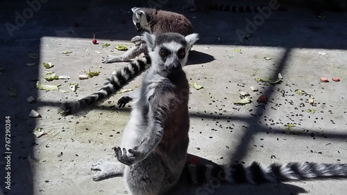 Funny ring-tailed lemur shows his hand 