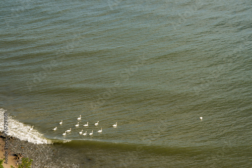 Łabędzie wypływające w morze